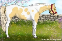 Horse Color:Palomino Tobiano