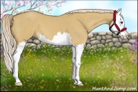 Horse Color:Palomino Dun Splash 