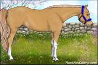 Horse Color:Palomino Sabino Tobiano