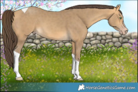 Horse Color:Sable Cream Champagne Tobiano