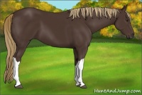 Horse Color:Liver Chestnut 