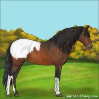 Horse Color:Bay Appaloosa