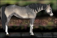 Horse Color:Blue Onyx