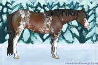 Horse Color:White Spotted Bay 