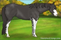 Horse Color:Smoky Black Sabino