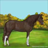Horse Color:Liver Chestnut 