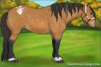 Horse Color:Bay Roan Snowflake Varnish 