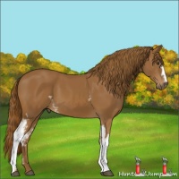 Horse Color:White Spotted Chestnut 