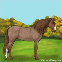 Horse Color:Red Roan 