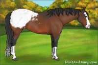 Horse Color:Bay Splash Appaloosa 