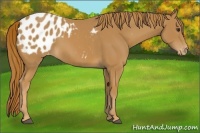 Horse Color:Chestnut Appaloosa 