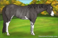 Horse Color:Smoky Black Sabino Rabicano 