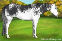 Horse Color:White Spotted Black Splash 