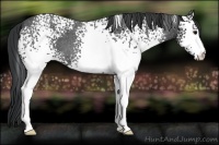 Horse Color:White Spotted Blue Roan 