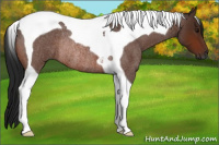 Horse Color:Gray Bay Roan Tobiano Rabicano 