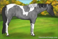 Horse Color:Blue Roan Tobiano