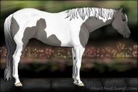 Horse Color:Grullo Roan Tobiano 