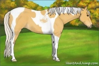 Horse Color:Silver Buckskin Roan Tobiano 
