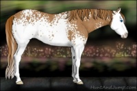 Horse Color:White Spotted Red Roan Splash Rabicano 