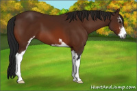Horse Color:Gray Bay Sabino