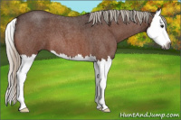 Horse Color:Gray Silver Bay Roan Splash 