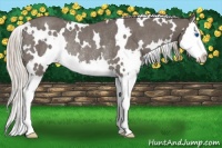 Horse Color:White Spotted Silver Blue Roan Splash Rabicano