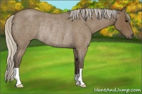 Horse Color:Silver Blue Roan Rabicano 