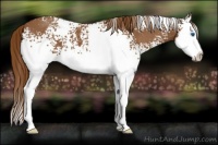 Horse Color:White Spotted Red Roan Splash 