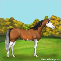 Horse Color:Bay Splash 