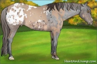 Horse Color:Amber Champagne Roan Sabino and Brown Roan Sabino Appaloosa