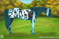 Horse Color:Gray Thunderstruck Black Appaloosa 