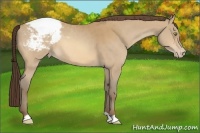 Horse Color:Amber Champagne Appaloosa 