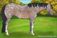 Horse Color:Blue Ice Roan Appaloosa  and Bay Ice 
