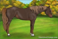 Horse Color:Liver Chestnut 
