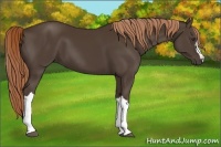 Horse Color:Liver Chestnut 