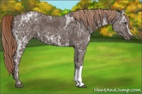 Horse Color:Liver Chestnut Ice 