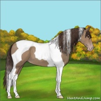 Horse Color:Classic Champagne Tobiano