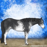 Horse Color:White Spotted Black 