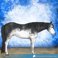 Horse Color:White Spotted Black