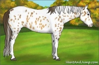 Horse Color:Buckskin Splash Tobiano Appaloosa 