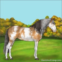 Horse Color:White Spotted Buckskin