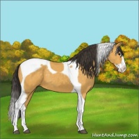 Horse Color:Buckskin Splash Tobiano 
