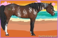 Horse Color:White Spotted Brown Rabicano 