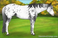 Horse Color:White Spotted Black Blanket 