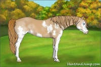 Horse Color:Chestnut Splash 