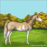 Horse Color:Chestnut Splash 