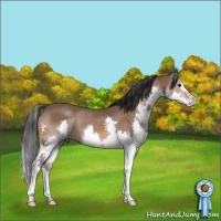 Horse Color:Bay Splash 