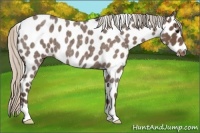 Horse Color:Silver Blue Roan Appaloosa 