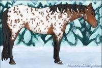 Horse Color:Bay Appaloosa 