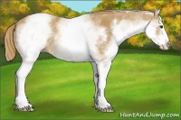 Horse Color:White Spotted Chestnut 